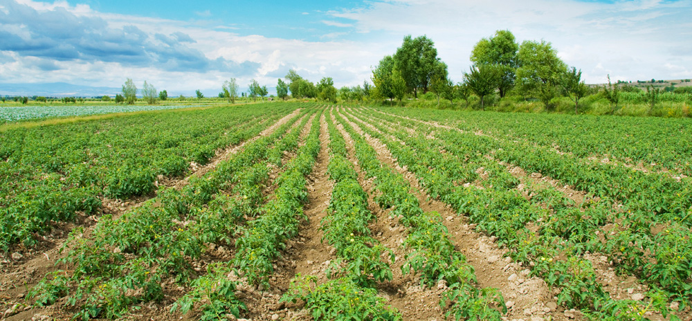 Bio-Systems Crop Farmers